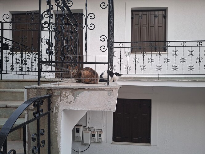cats
