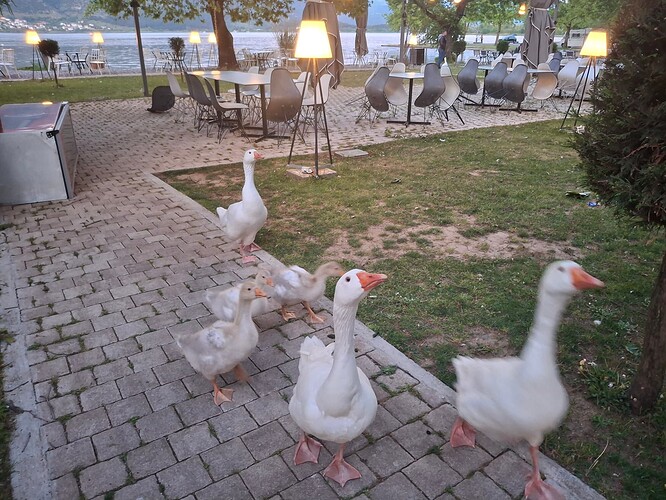 ducktales
